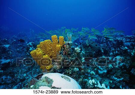 School of fish swimming underwater View Large Photo Image Stock Photo - School of fish swimming underwater. Fotosearch
