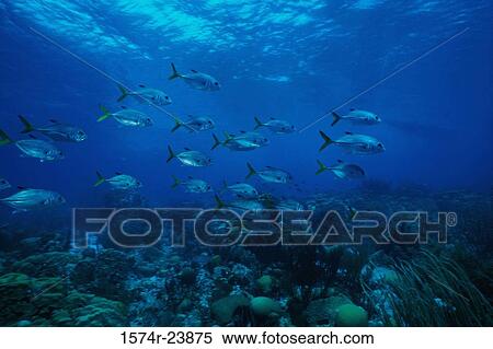 School of fish swimming underwater View Large Photo Image Stock Photography - School of fish swimming underwater. Fotosearch