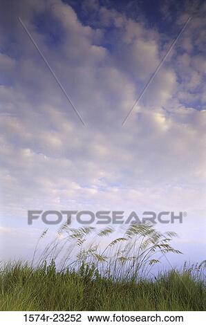 Sea oats in a field View Large Photo Image Stock Image - Sea oats in a field. Fotosearch