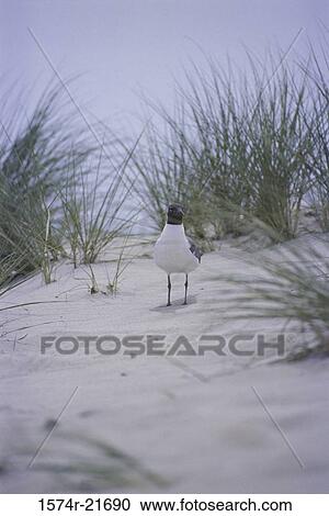 Seagull walking on a beach (Larus Argentatus) View Large Photo Image Stock Image - Seagull walking on a beach (Larus Argentatus). Fotosearch