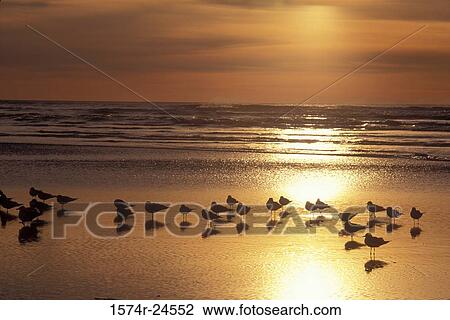 Stock Image - Seagulls Cannon Beach Oregon, USA. Fotosearch