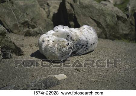 Seal pup lying on the beach View Large Photo Image Stock Photo - Seal pup lying on the beach. Fotosearch