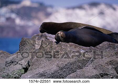 Seals basking on rocks View Large Photo Image Stock Image - Seals basking on rocks. Fotosearch
