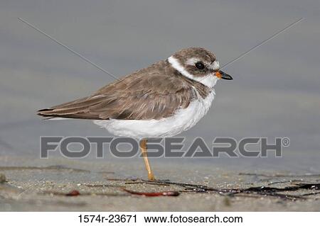 Semipalmated Plover View Large Photo Image Stock Image - Semipalmated Plover. Fotosearch