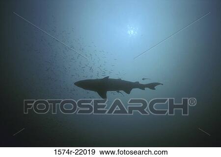 Shark underwater View Large Photo Image Stock Photo - Shark underwater. Fotosearch