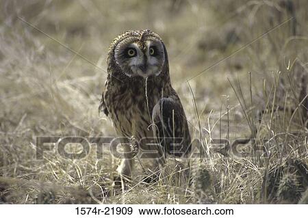 Short-eared Owl on the ground View Large Photo Image Stock Photo - Short-eared Owl on the ground. Fotosearch