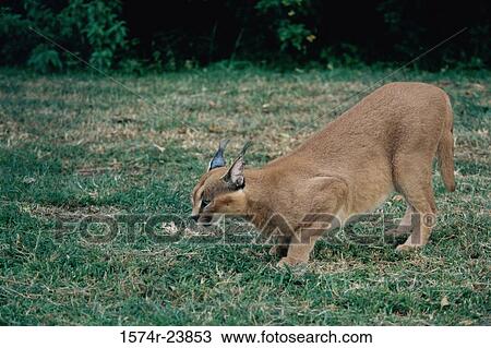 Side profile of a caracal stalking (Lynx caracal) View Large Photo Image Stock Image - Side profile of a caracal stalking (Lynx caracal). Fotosearch