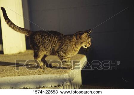 Side profile of a cat standing on a ledge View Large Photo Image Stock Image - Side profile of a cat standing on a ledge. Fotosearch