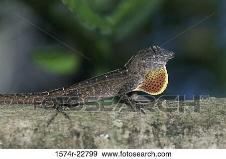 Stock Photo - Side profile of a Cuban Brown Anole on a branch (Anolis sagrei sagrei). Fotosearch