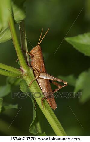 Side profile of a grasshopper crawling on a twig View Large Photo Image Stock Image - Side profile of a grasshopper crawling on a twig. Fotosearch