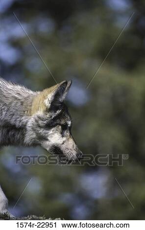 Side profile of a Gray Wolf View Large Photo Image Stock Image - Side profile of a Gray Wolf. Fotosearch