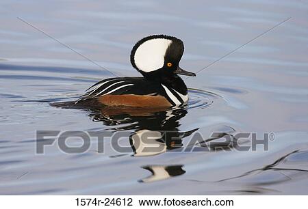Side profile of a Hooded Merganser swimming in water (Lophodytes cucullatus) View Large Photo Image Stock Image - Side profile of a Hooded Merganser swimming in water (Lophodytes cucullatus). Fotosearch