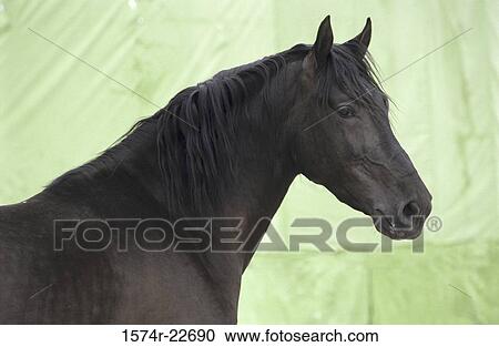 Side profile of a horse View Large Photo Image Stock Image - Side profile of a horse. Fotosearch