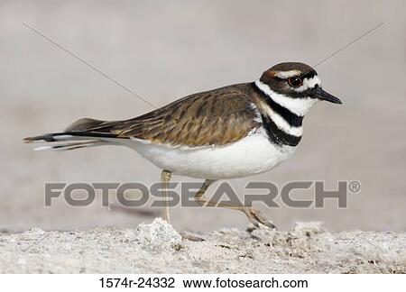 Side profile of a killdeer walking (Charadrius vociferus) View Large Photo Image Stock Image - Side profile of a killdeer walking (Charadrius vociferus). Fotosearch