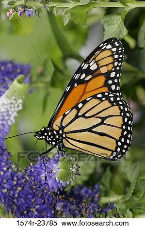 Side profile of a Monarch Butterfly on a flower pollinating (Danaus plexippus) View Large Photo Image Stock Photography - Side profile of a Monarch Butterfly on a flower pollinating (Danaus plexippus). Fotosearch