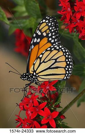 Stock Image - Side profile of a Monarch Butterfly pollinating a flower (Danaus plexippus). Fotosearch