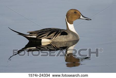 Side profile of a Northern Pintail swimming in water (Anas acuta) View Large Photo Image Picture - Side profile of a Northern Pintail swimming in water (Anas acuta). Fotosearch