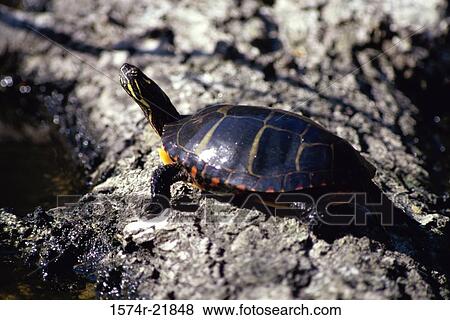 Side profile of a Painted Turtle View Large Photo Image Stock Photo - Side profile of a Painted Turtle. Fotosearch