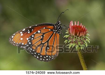 Stock Photo - Side profile of a Queen Butterfly on a flower pollinating (Danaus gilippus). Fotosearch