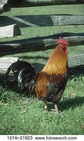 Stock Image - Side profile of a rooster standing in a field. Fotosearch