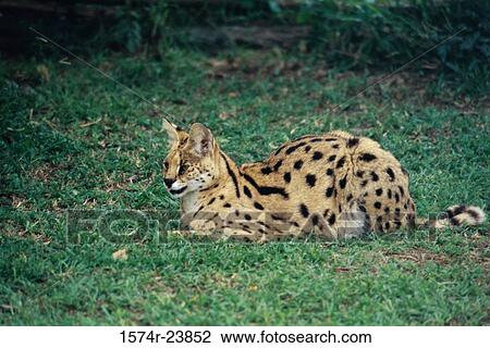 Side profile of a serval lying on the grass (Felis serval) View Large Photo Image Stock Image - Side profile of a serval lying on the grass (Felis serval). Fotosearch