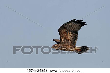 Side profile of a Snail Kite flying (Rostrhamus sociabilis) View Large Photo Image Stock Photo - Side profile of a Snail Kite flying (Rostrhamus sociabilis). Fotosearch