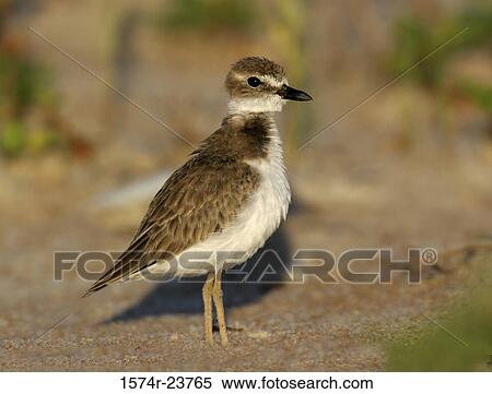 Side profile of a Wilson's Plover on the ground (Charadrius wilsonia) View Large Photo Image Stock Photography - Side profile of a Wilson's Plover on the ground (Charadrius wilsonia). Fotosearch