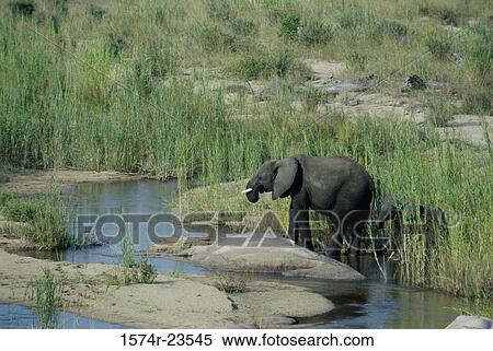 Side profile of an African Elephant walking with its calf, Kruger National Park, South Africa (Loxodonta africana) View Large Photo Image Stock Photography - Side profile of an African Elephant walking with its calf, Kruger National Park, South Africa (Loxodonta africana). Fotosearch
