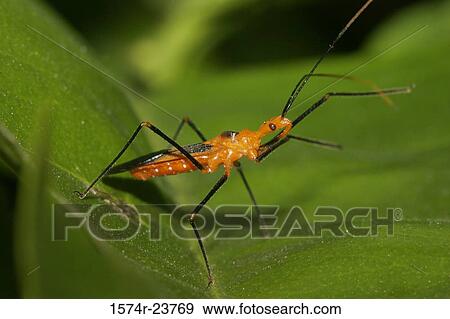 Side profile of an Assassin Bug on a leaf View Large Photo Image Stock Photo - Side profile of an Assassin Bug on a leaf. Fotosearch