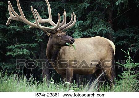 Side profile of an elk grazing in a forest (Cervus elaphus) View Large Photo Image Stock Image - Side profile of an elk grazing in a forest (Cervus elaphus). Fotosearch