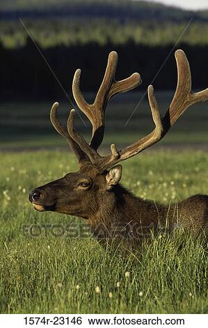 Side profile of an elk in a field, Yellowstone National Park, Wyoming, USA View Large Photo Image Stock Photograph - Side profile of an elk in a field, Yellowstone National Park, Wyoming, USA. Fotosearch