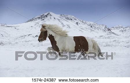 Stock Photo - Side profile of an Icelandic horse running in snow, Iceland. Fotosearch