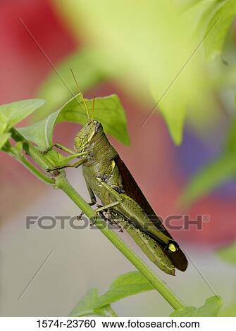 Side profile of an Obscure Birdwing Grasshopper on a twig (Schistocerca obscura) View Large Photo Image Stock Image - Side profile of an Obscure Birdwing Grasshopper on a twig (Schistocerca obscura). Fotosearch