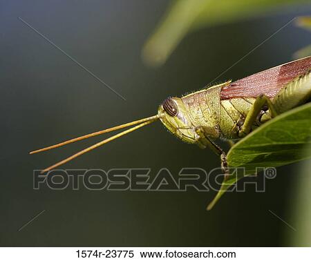Side profile of an Obscure Birdwing Grasshopper on a leaf (Schistocerca obscura) View Large Photo Image Stock Photography - Side profile of an Obscure Birdwing Grasshopper on a leaf (Schistocerca obscura). Fotosearch