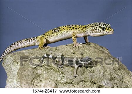 Side profile of two Leopard Geckos on a rock (Eublepharis macularius) View Large Photo Image Stock Photo - Side profile of two Leopard Geckos on a rock (Eublepharis macularius). Fotosearch