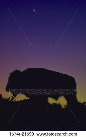Silhouette of a bison, Yellowstone National Park, Wyoming, USA View Large Photo Image Stock Image - Silhouette of a bison, Yellowstone National Park, Wyoming, USA. Fotosearch