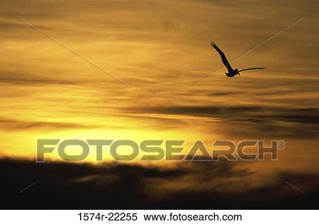 Stock Photography - Silhouette of a Brown Pelican flying in the sky. Fotosearch