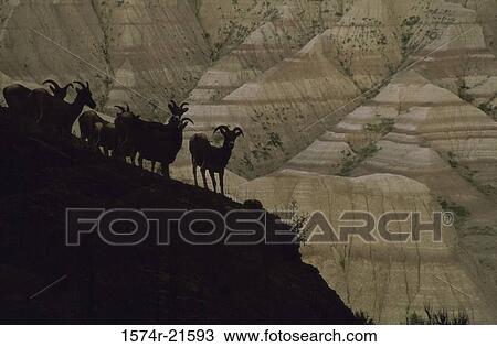 Stock Image - Silhouette of a herd of Bighorn Sheep, South Dakota, USA. Fotosearch