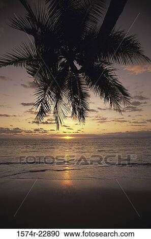 Stock Image - Silhouette of a palm tree at the beach during sunset, Costa Rica. Fotosearch