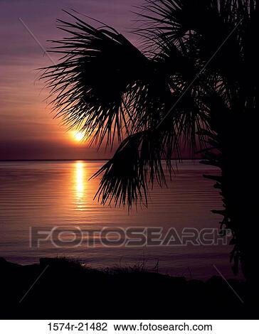 Silhouette of a palm tree on a beach during sunset View Large Photo Image Stock Image - Silhouette of a palm tree on a beach during sunset. Fotosearch