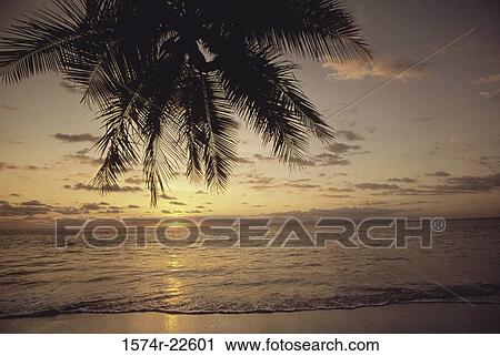 Stock Image - Silhouette of a palm tree on a beach during sunset, Costa Rica. Fotosearch