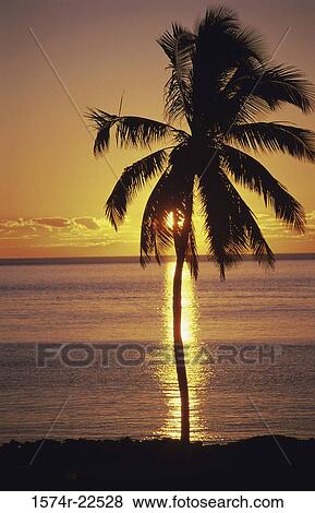 Silhouette of a palm tree on a beach, Key West, Florida, USA View Large Photo Image Stock Photo - Silhouette of a palm tree on a beach, Key West, Florida, USA. Fotosearch
