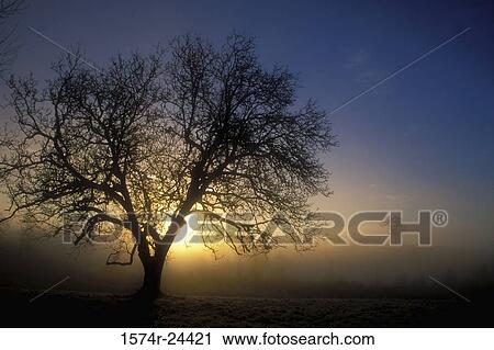 Silhouette of a tree at dusk, Ankeny National Wildlife Refuge, Oregon, USA View Large Photo Image Stock Image - Silhouette of a tree at dusk, Ankeny National Wildlife Refuge, Oregon, USA. Fotosearch