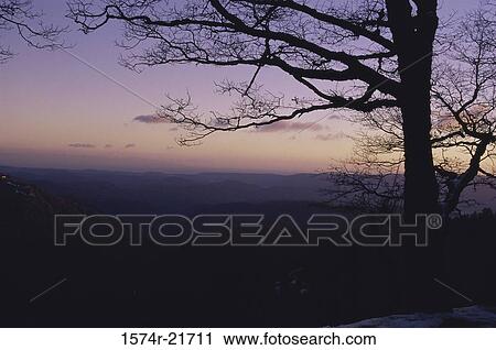 Silhouette of a tree, Santa Cruz Mountains, California, USA View Large Photo Image Stock Image - Silhouette of a tree, Santa Cruz Mountains, California, USA. Fotosearch