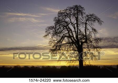 Stock Image - Silhouette of an oak tree, Oregon, USA. Fotosearch