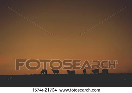 Silhouette of cattle on the Rocky Flats, Colorado, USA View Large Photo Image Picture - Silhouette of cattle on the Rocky Flats, Colorado, USA. Fotosearch