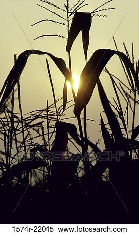 Silhouette of corn View Large Photo Image Stock Photography - Silhouette of corn. Fotosearch