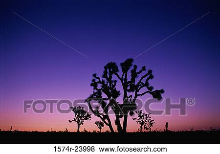 Silhouette of Joshua trees at dusk, Joshua Tree National Park, California, USA View Large Photo Image Stock Photo - Silhouette of Joshua trees at dusk, Joshua Tree National Park, California, USA. Fotosearch