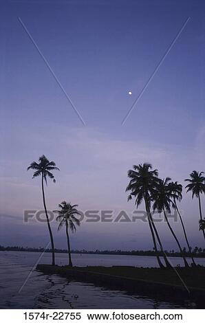 Silhouette of palm trees, Alleppey, Kerala, India View Large Photo Image Stock Photography - Silhouette of palm trees, Alleppey, Kerala, India. Fotosearch