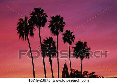 Silhouette of palm trees at dusk, Museum of a Man, Balboa Park, San Diego, California, USA View Large Photo Image Stock Photography - Silhouette of palm trees at dusk, Museum of a Man, Balboa Park, San Diego, California, USA. Fotosearch